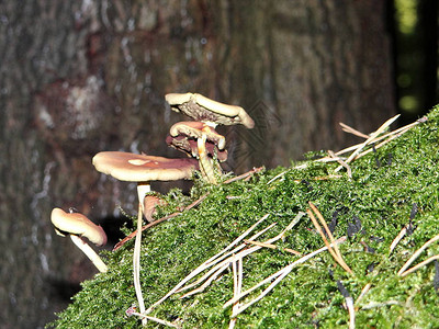 蘑菇从秋天的森林地面发芽图片