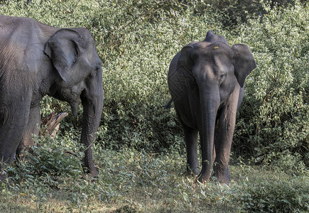亚洲大象Elephasprignus在印度南部Wayand丛林图片