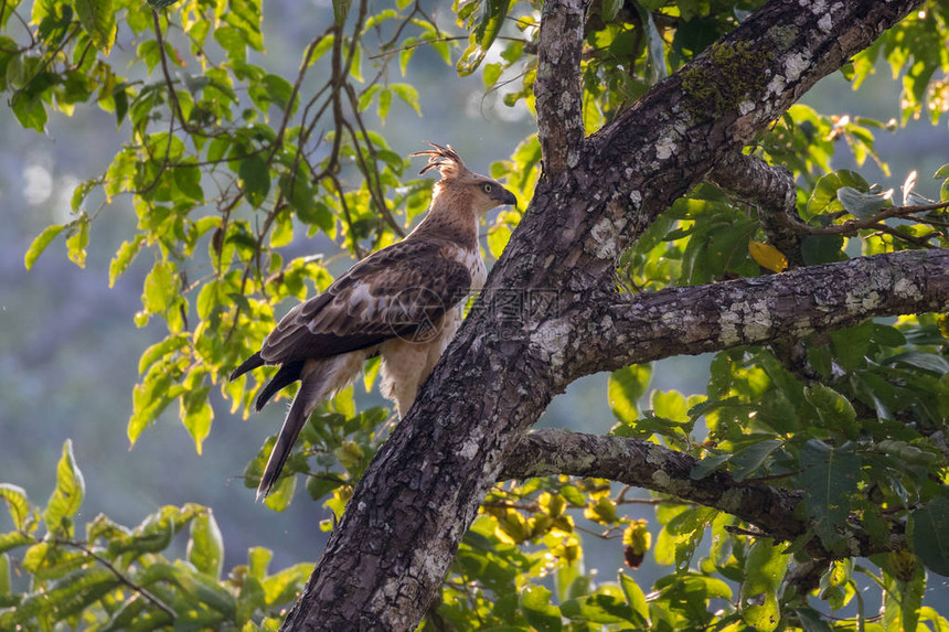 多变鹰或冠鹰Nisaetuscirrhatus是鹰科的一种猛禽主要在印度次大陆繁殖图片