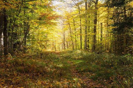 秋天的森林探索和冒险的概念图片