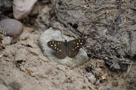 一只黑蝴蝶坐在森林道路的沙子上图片