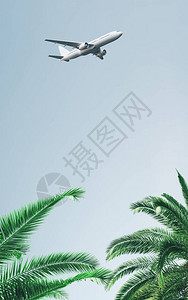 在明天绿棕榈上飞行的图片