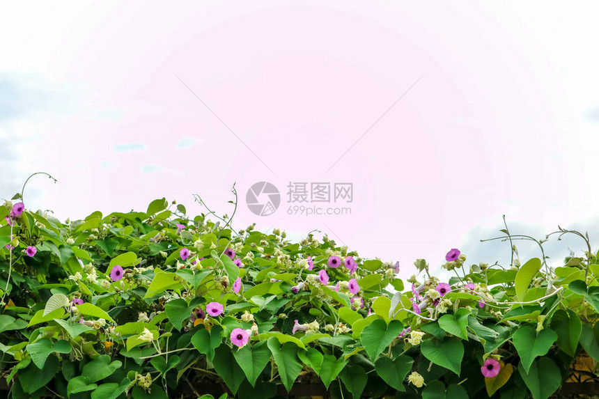 大象克里佩尔银晨球植物和屋顶上图片