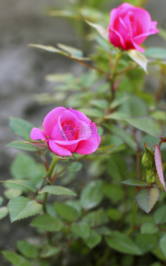 花园里精致的粉红玫瑰图片