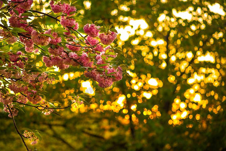 日落时树枝上的樱花粉红色花朵图片