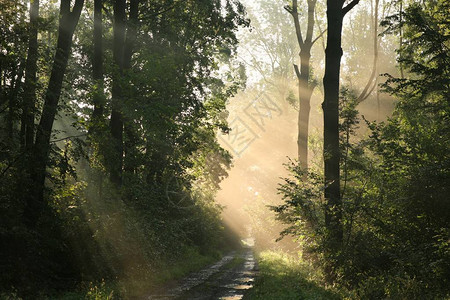 夏天清晨泥土路穿过森林在一个迷图片