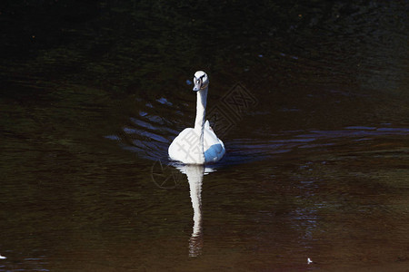 漂浮在池塘的白天鹅图片