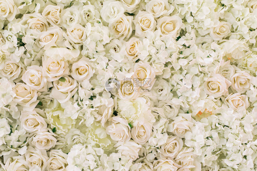 许多人造白玫瑰Hydrangea作为背景和装饰品的青花图片