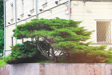 城市中Banzai树图片