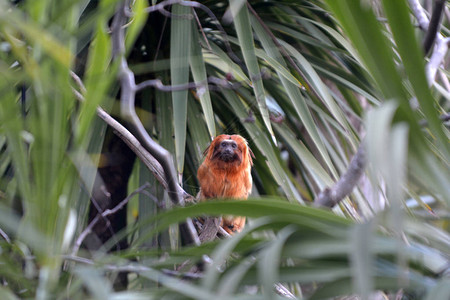 金狮狨原产于巴西的大西洋沿岸森林图片