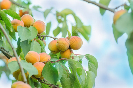 杏树的枝杏子生长的特写镜头图片