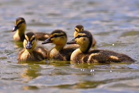在池塘表面的美丽的小鸭子阳光明媚的夏日野生物图片