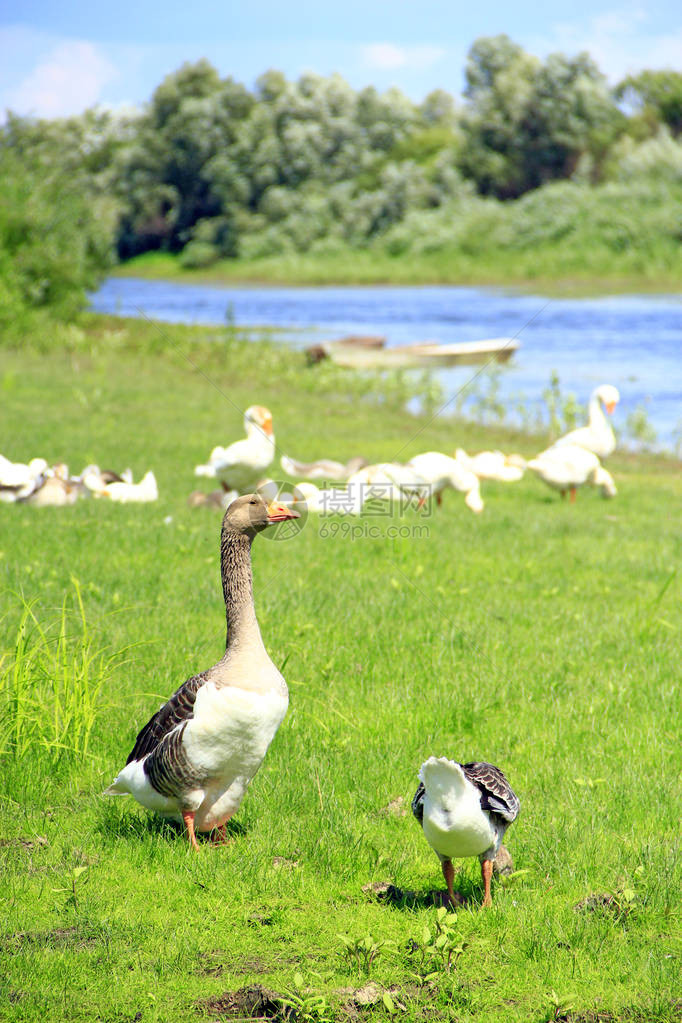 河边草地上的鹅白鹅在草地绿草上的飞行农场鸟类鹅在河边图片