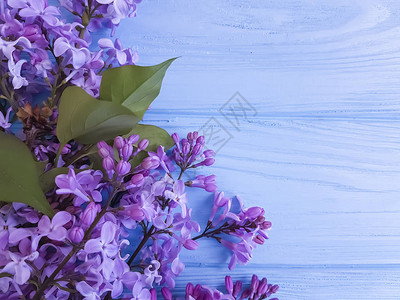 蓝色木质背景上丁香花的枝条框架图片
