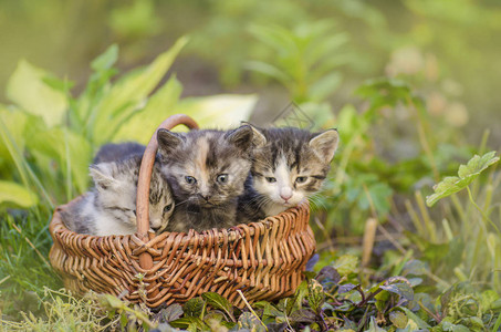 三只五颜六色的可爱小猫在户外被鲜花包围着合影花园里绿草上的三只图片
