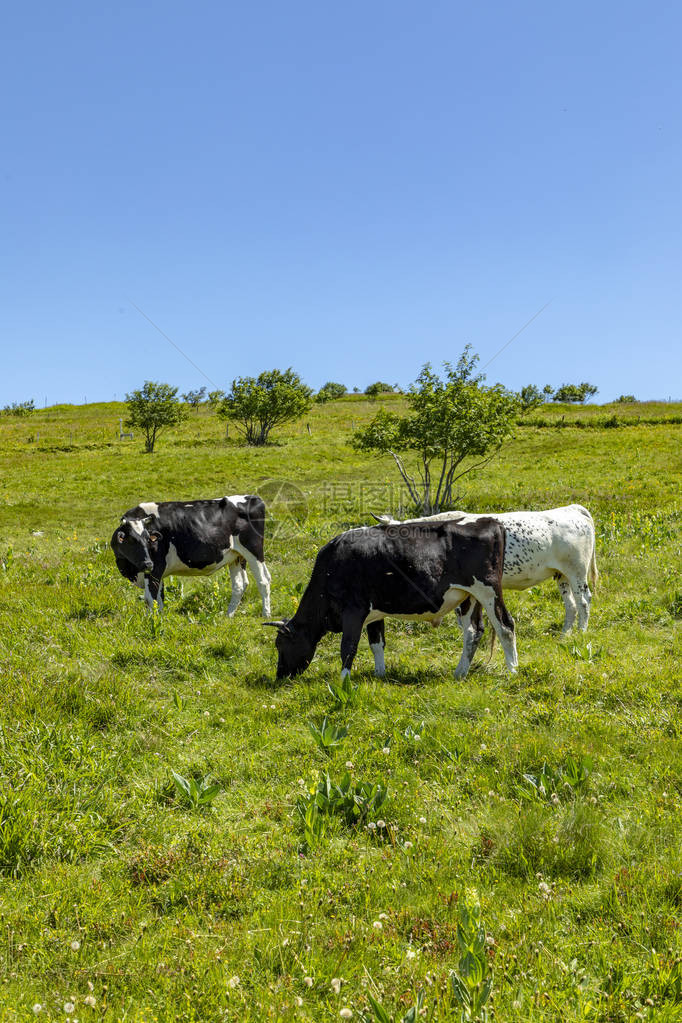 棕色和黑色牛群在高地草原上放牧图片