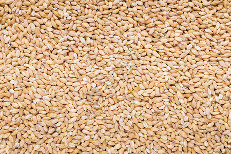 干熟未煮小麦谷物质地天然食物背图片