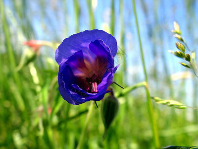 美丽的蓝色花朵在黑森以德西的图片