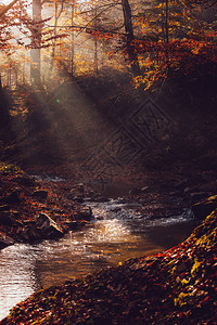 秋天的森林深处图片