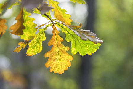 阳光下橡树的秋叶图片
