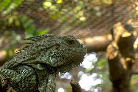 Iguana是变色图片