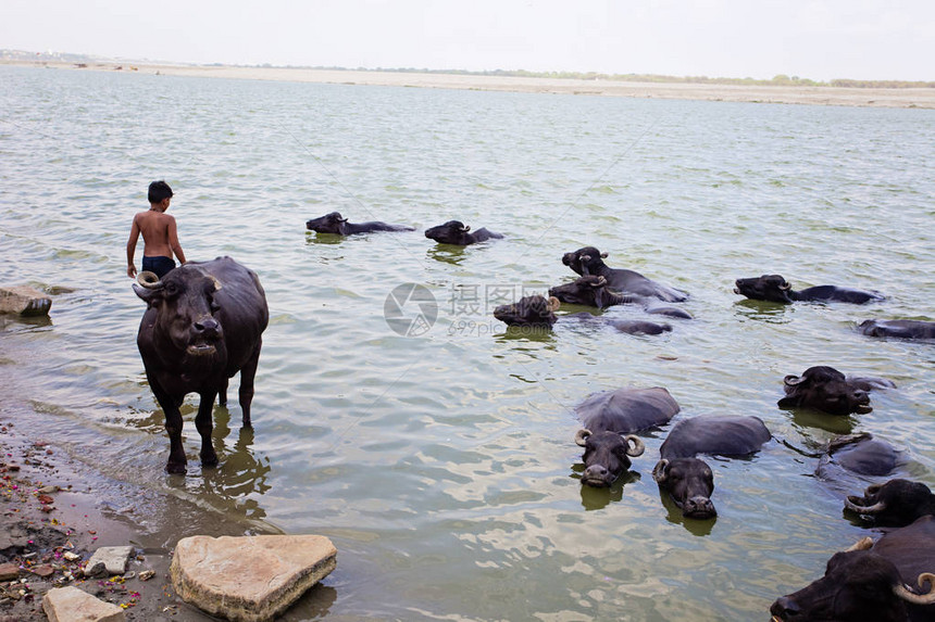 在印度瓦拉纳西恒河游泳的奶牛图片
