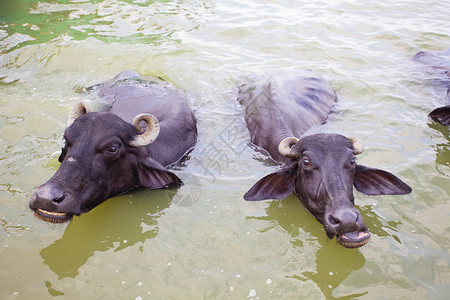 在印度瓦拉纳西恒河的奶牛图片