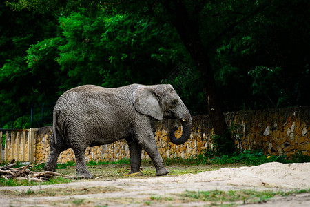 非洲大象在动物园非洲图片