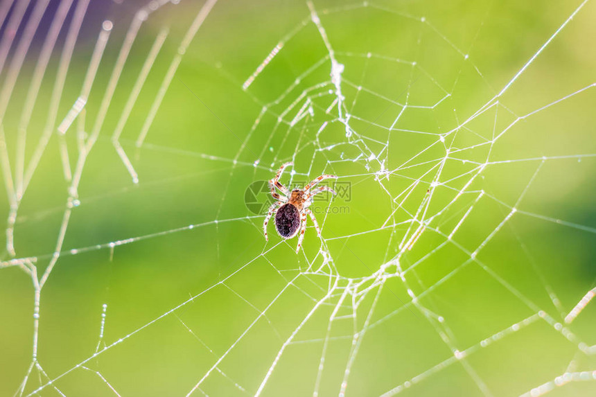 夏天早晨蜘蛛在蜘蛛网上与太图片