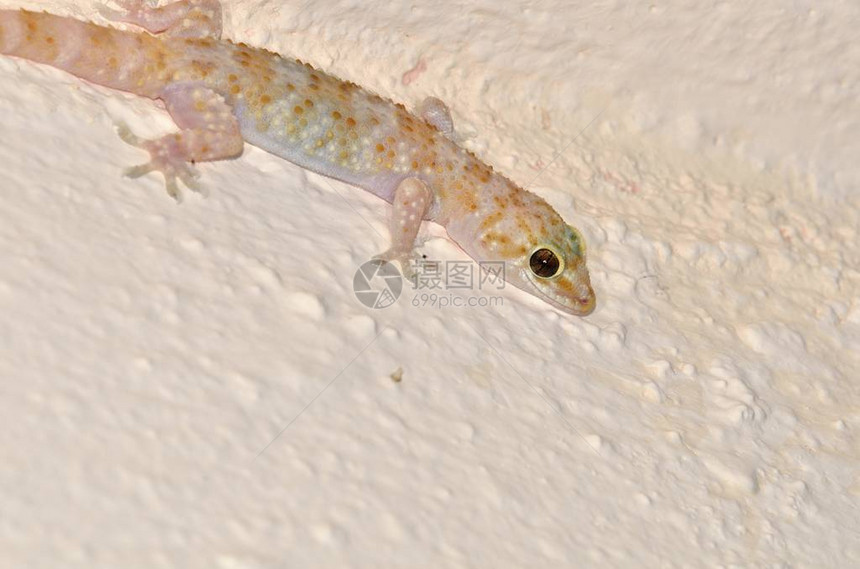 地中海Gecko之家图片