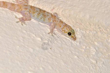 地中海Gecko之家背景图片