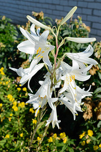 白色的LilyCandidu图片