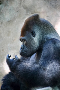一只巨大的银背大猩的肖像这种神奇的灵长类动物只能在自然保护区卢旺达图片