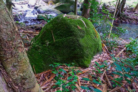 森林岩石上的苔藓图片