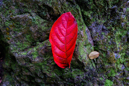 石头和苔藓中的秋叶秋季背景图片