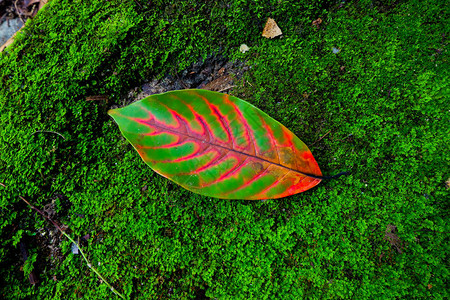 石头和苔藓纹理中的秋叶秋季背景图片