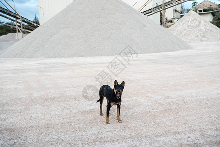 一只狗走进水泥厂那里有一图片