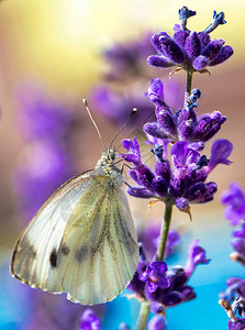 紫衣花上的小卷心白蝴图片
