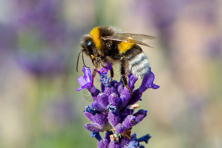 辛勤的蜜蜂吸食白菜花蜜夏季图片