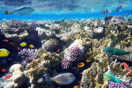 红海的五颜六色的珊瑚礁鱼图片