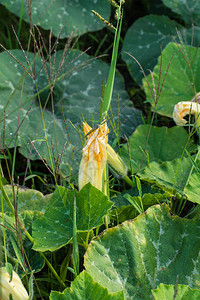 Zucchini植物Zucchini花朵灌木上生长的绿色蔬菜骨髓收获图片