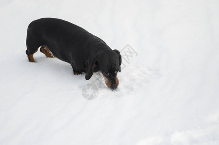 年轻的腊肠狗在户外玩耍时闻到新鲜的雪图片