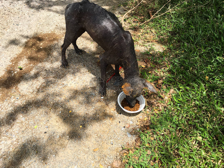汉森的病狗饿得在街上吃着食物图片