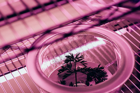 在有紫外光灯的农用实验室玻璃容器中图片
