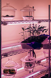 生物学家在现代实验室中将陶瓷芽片置于紫外光图片