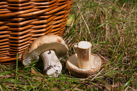收获在秋天惊人的食用蘑菇牛肝菌王牛肝菌被称为牛肝菌几种可食蘑菇牛肝菌图片