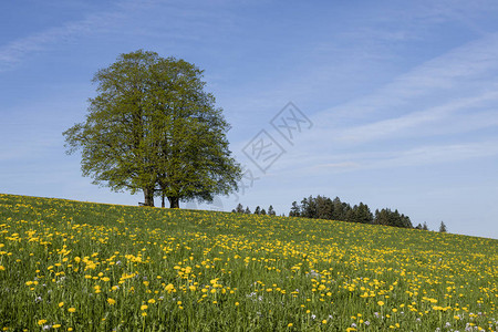 两棵有绿叶的树站在卢塞恩附近的草原上图片