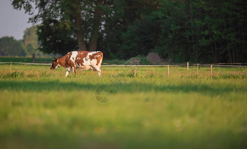 在春天草甸的棕色白母牛背景图片