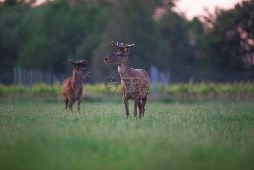 两只红鹿在春草地上日落时葡萄园附图片