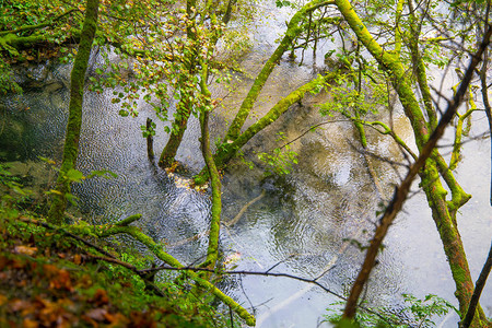秋天森林里的一条小河图片